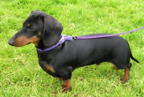 Foto de Salchicha (Dachshund)