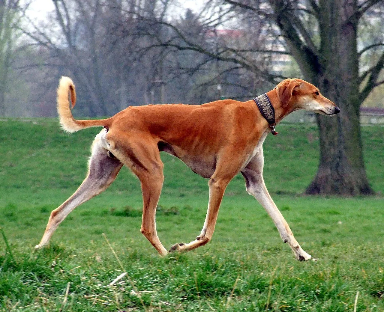 Foto de Saluki