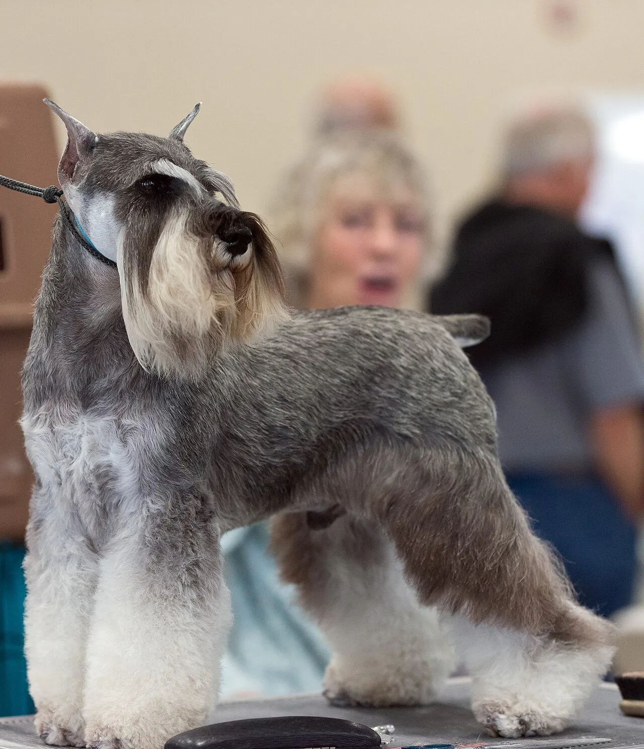 Foto de Schnauzer Miniatura