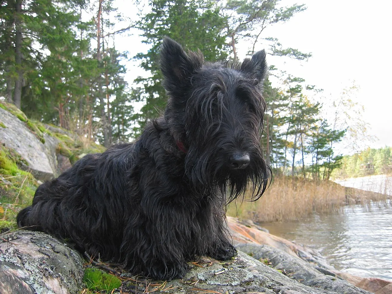 Foto de Scottish Terrier
