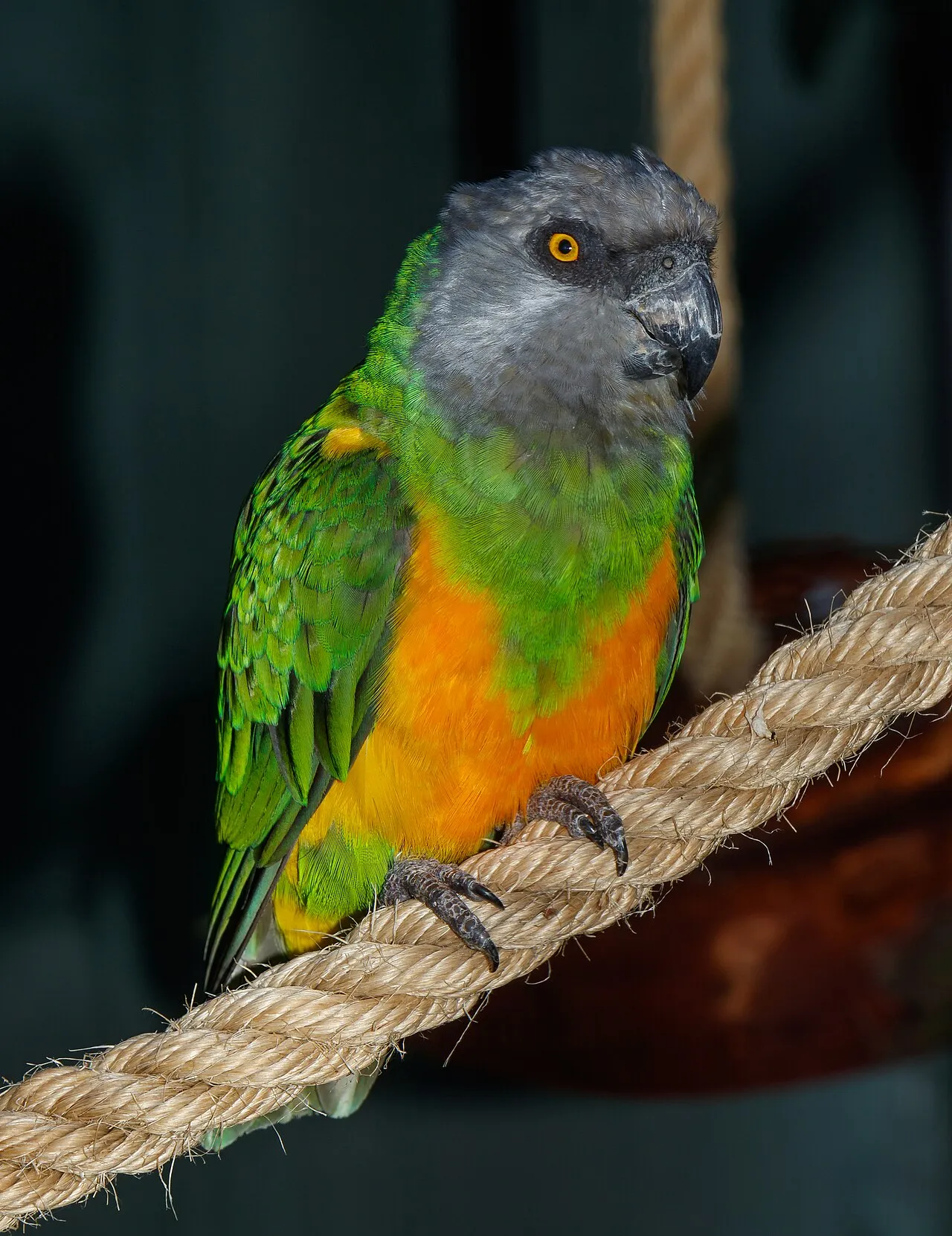 Foto de Loro Senegalés