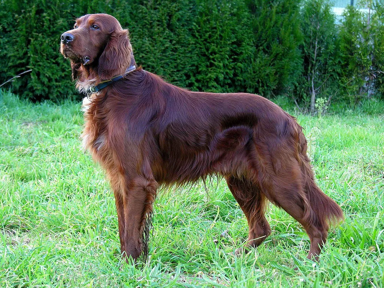 Foto de Setter Irlandés