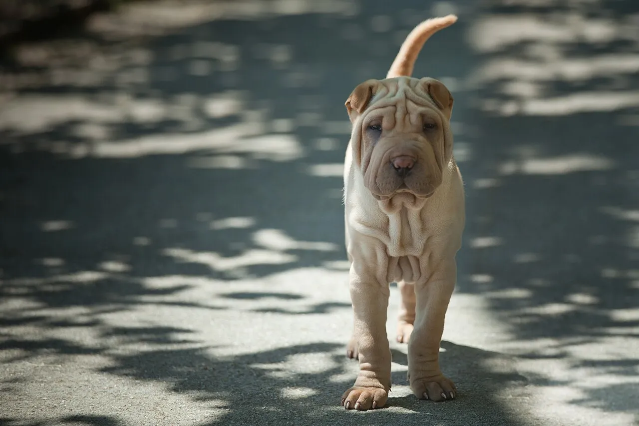 Foto de Shar Pei
