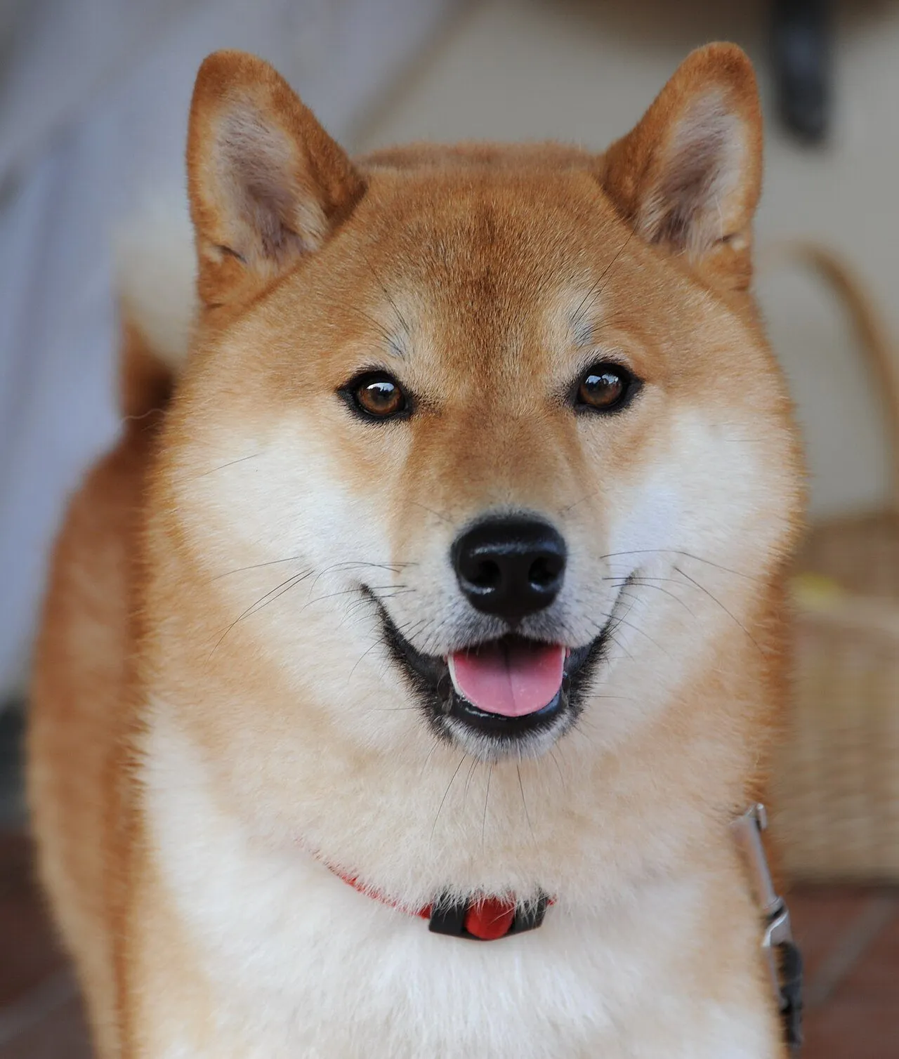 Foto de Shiba Inu