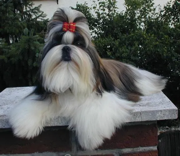 Foto de Shih Tzu