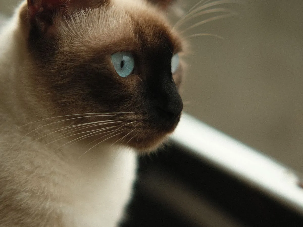 Foto de gato