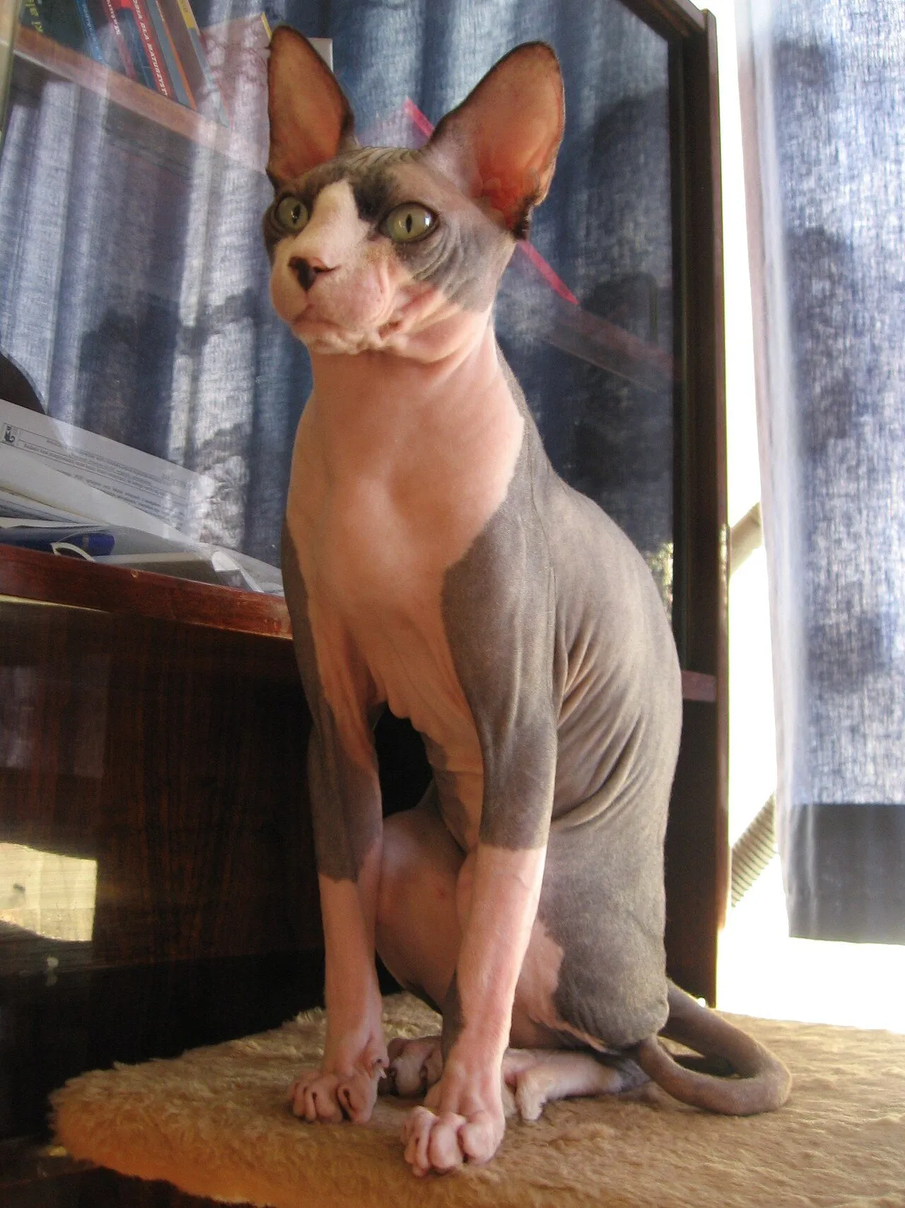 Foto de Sphynx