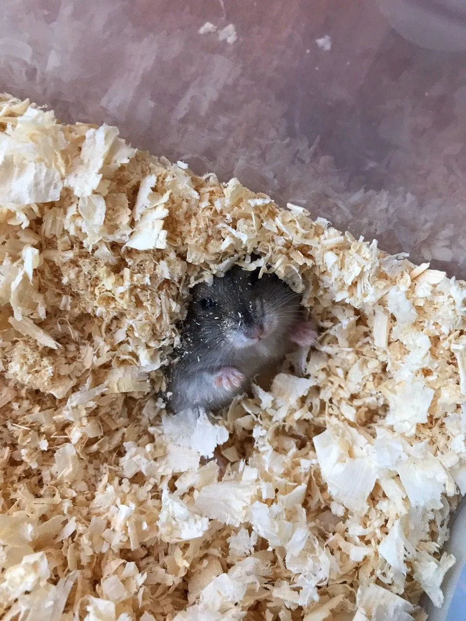 Hámster enano asomando entre una cama profunda de viruta de madera clara