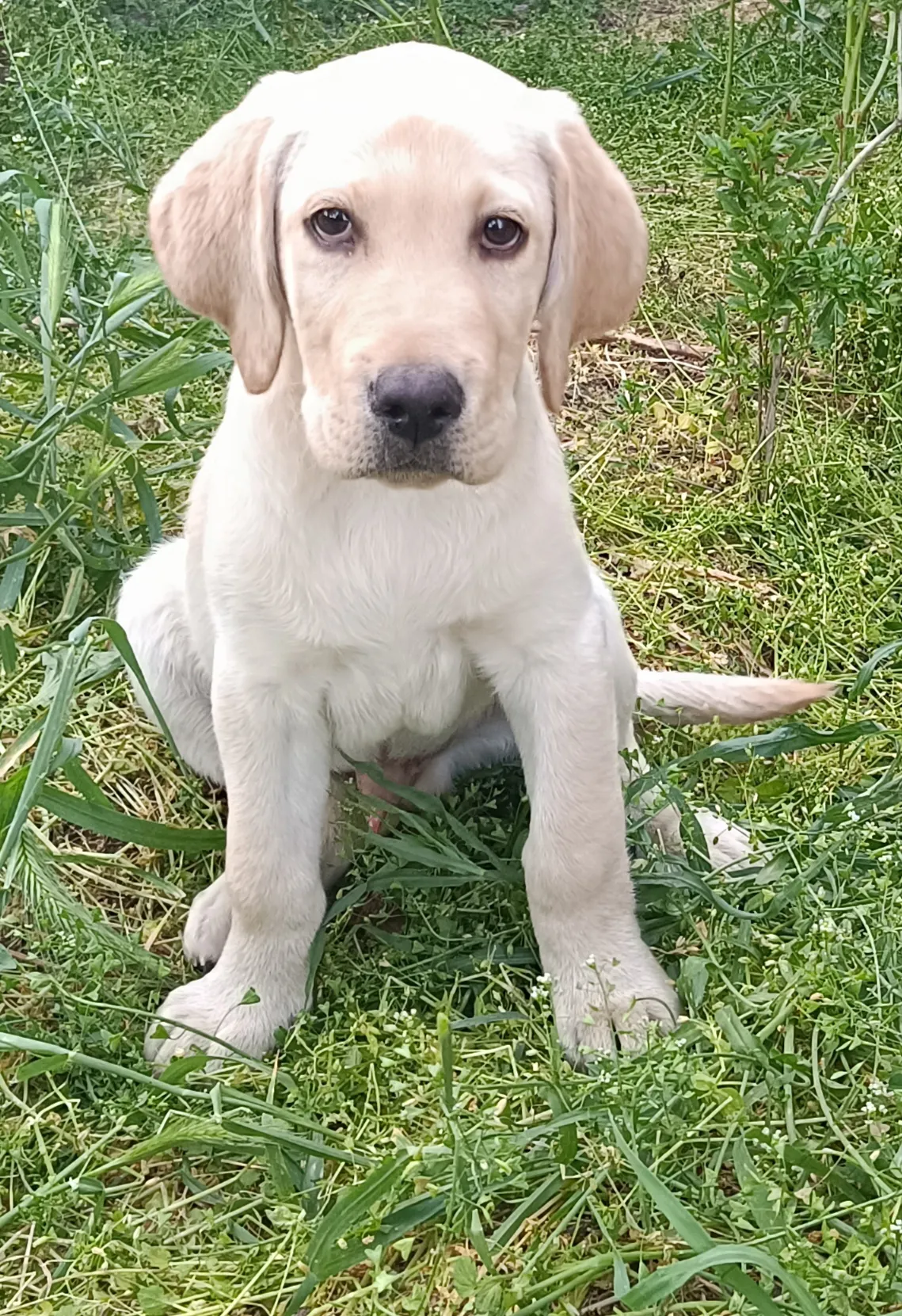 Tengo un nuevo cachorro: la guía completa de los primeros meses