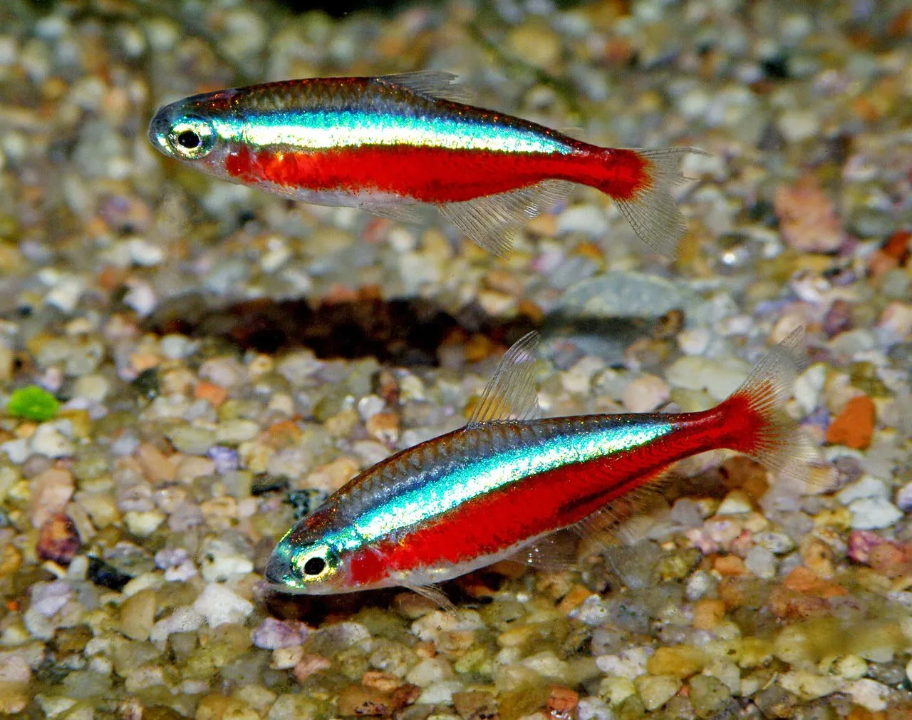 Foto de Tetra Cardenal