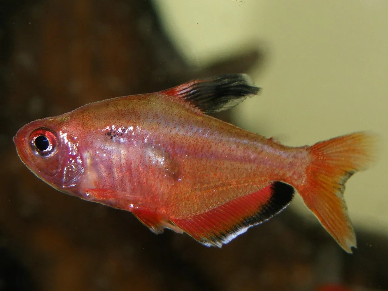 Foto de Tetra Serpae