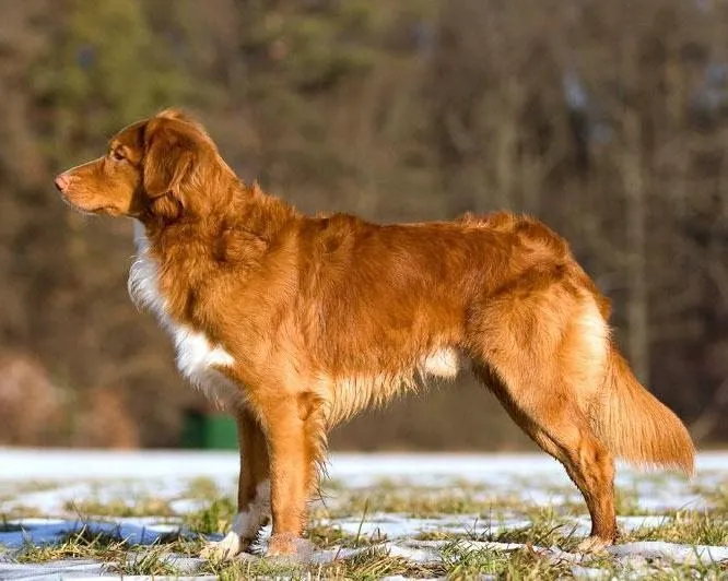 Foto de Retriever de Nueva Escocia (Toller)