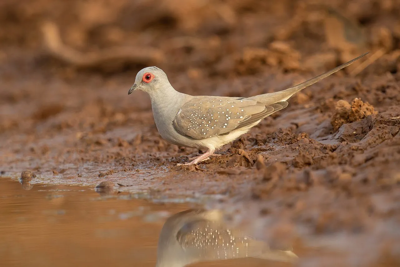 Foto de Tórtola Diamante