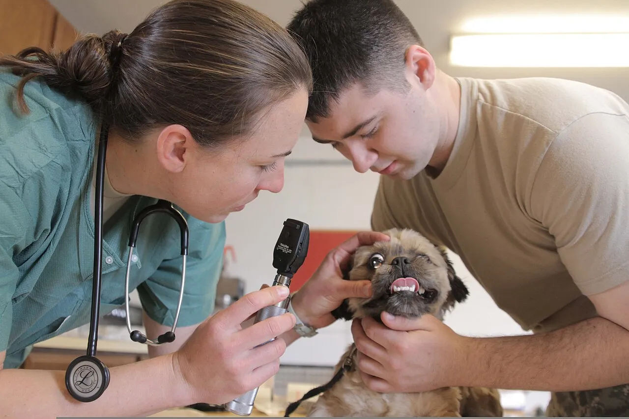 Veterinaria revisa los ojos de un cachorro mientras un asistente lo sujeta