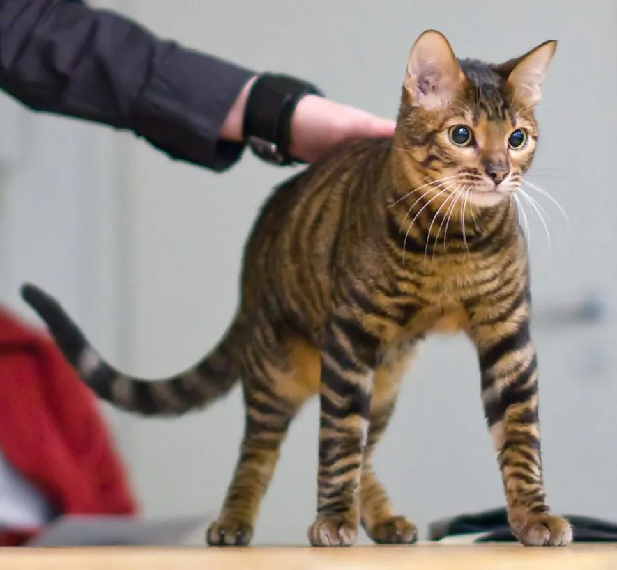 Foto de Toyger