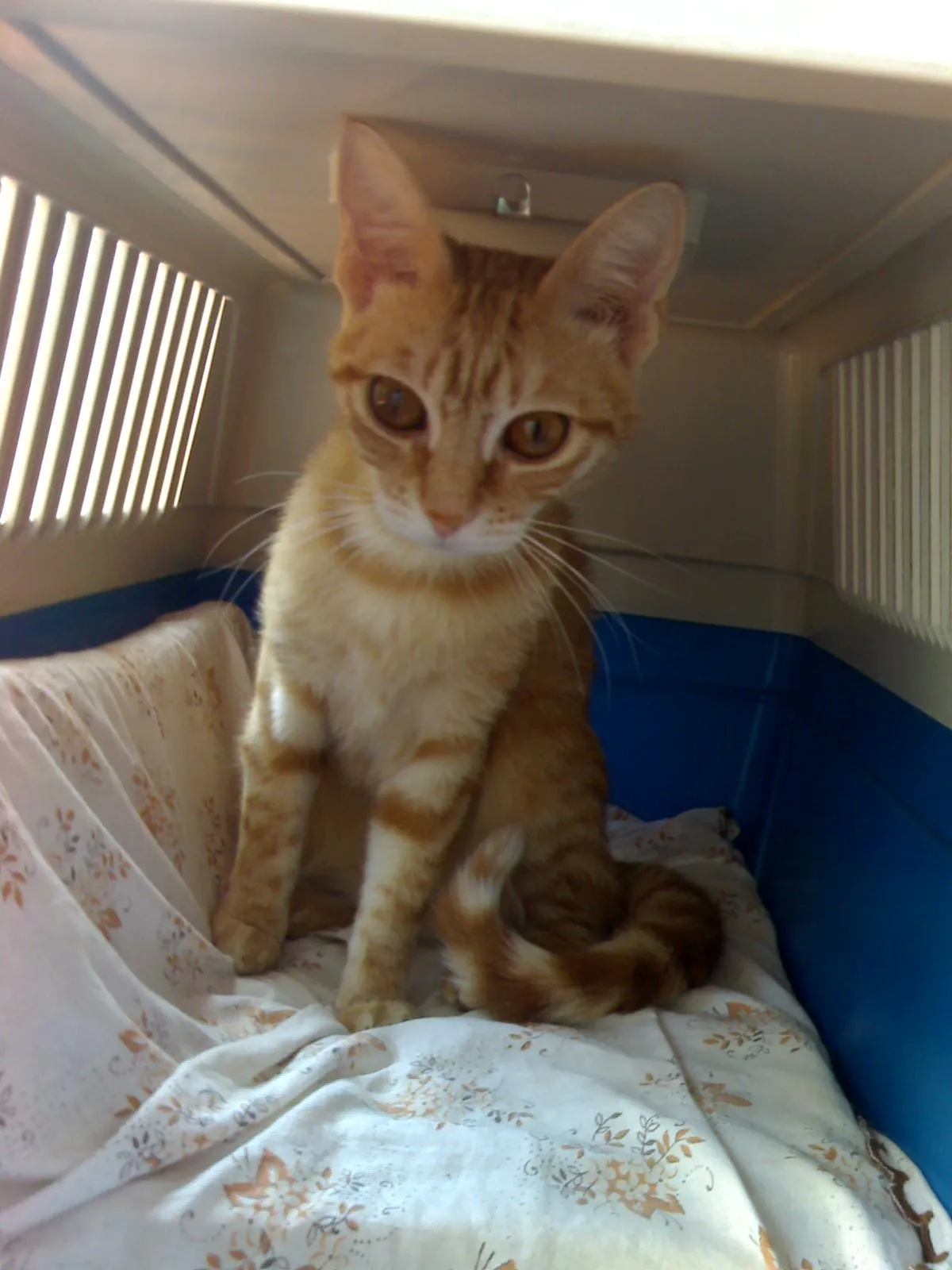 Cómo elegir la transportadora ideal para tu gato