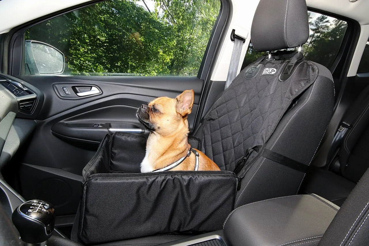 Viajar con mascota en México: guía completa por avión, auto y autobús