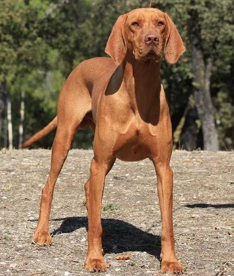 Foto de Vizsla