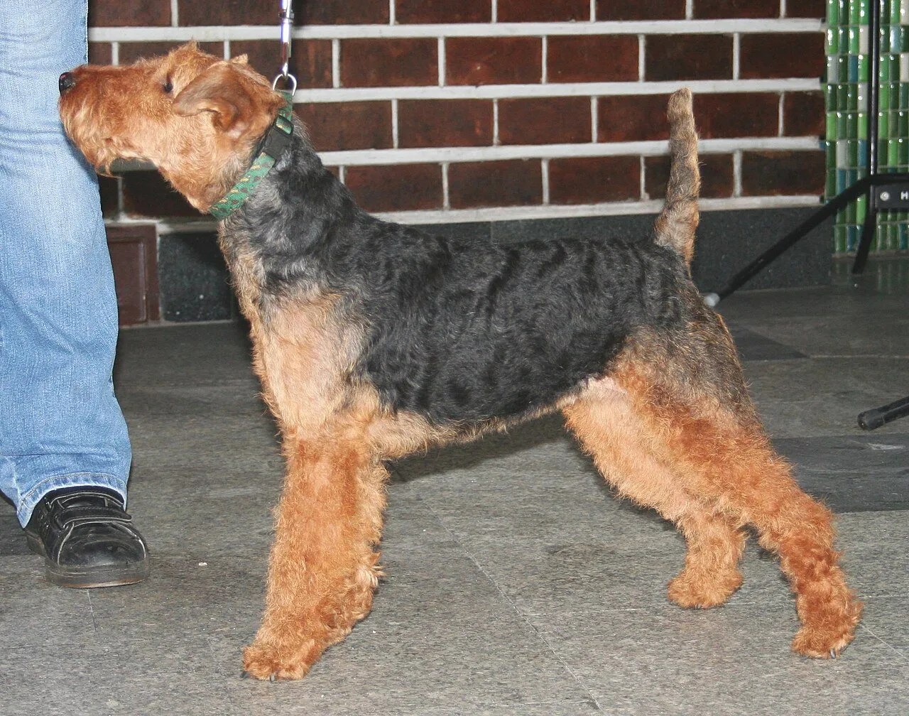 Foto de Welsh Terrier