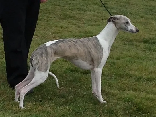 Foto de Whippet