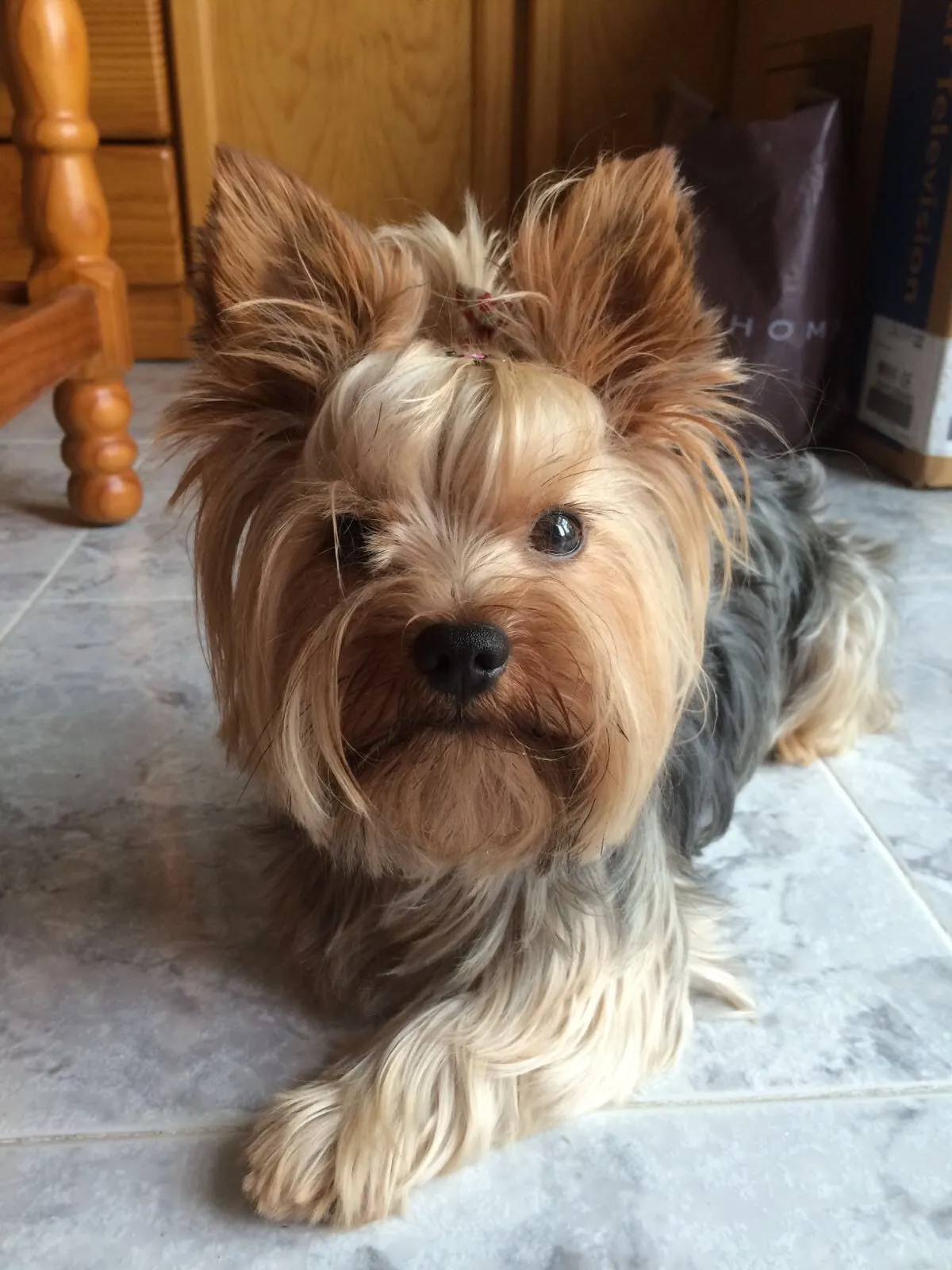 Foto de Yorkshire Terrier